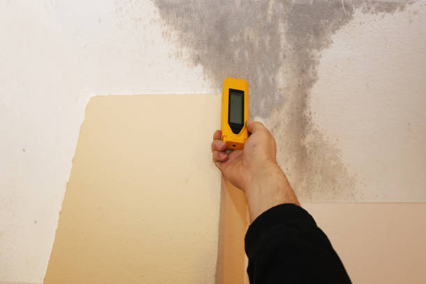 Mold Odor Removal Services in Mendon, UT
