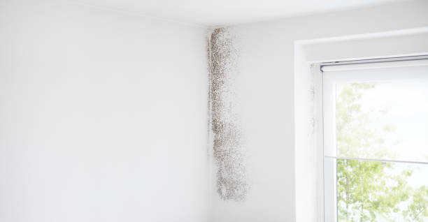 Best Mold Remediation for Rental Properties  in Mendon, UT