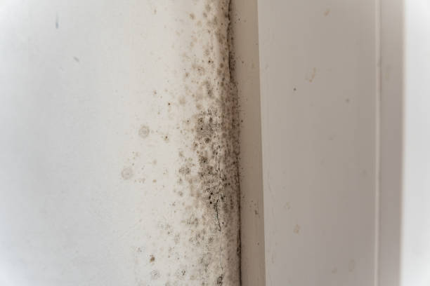 Best Air Quality Testing for Mold Spores  in Mendon, UT